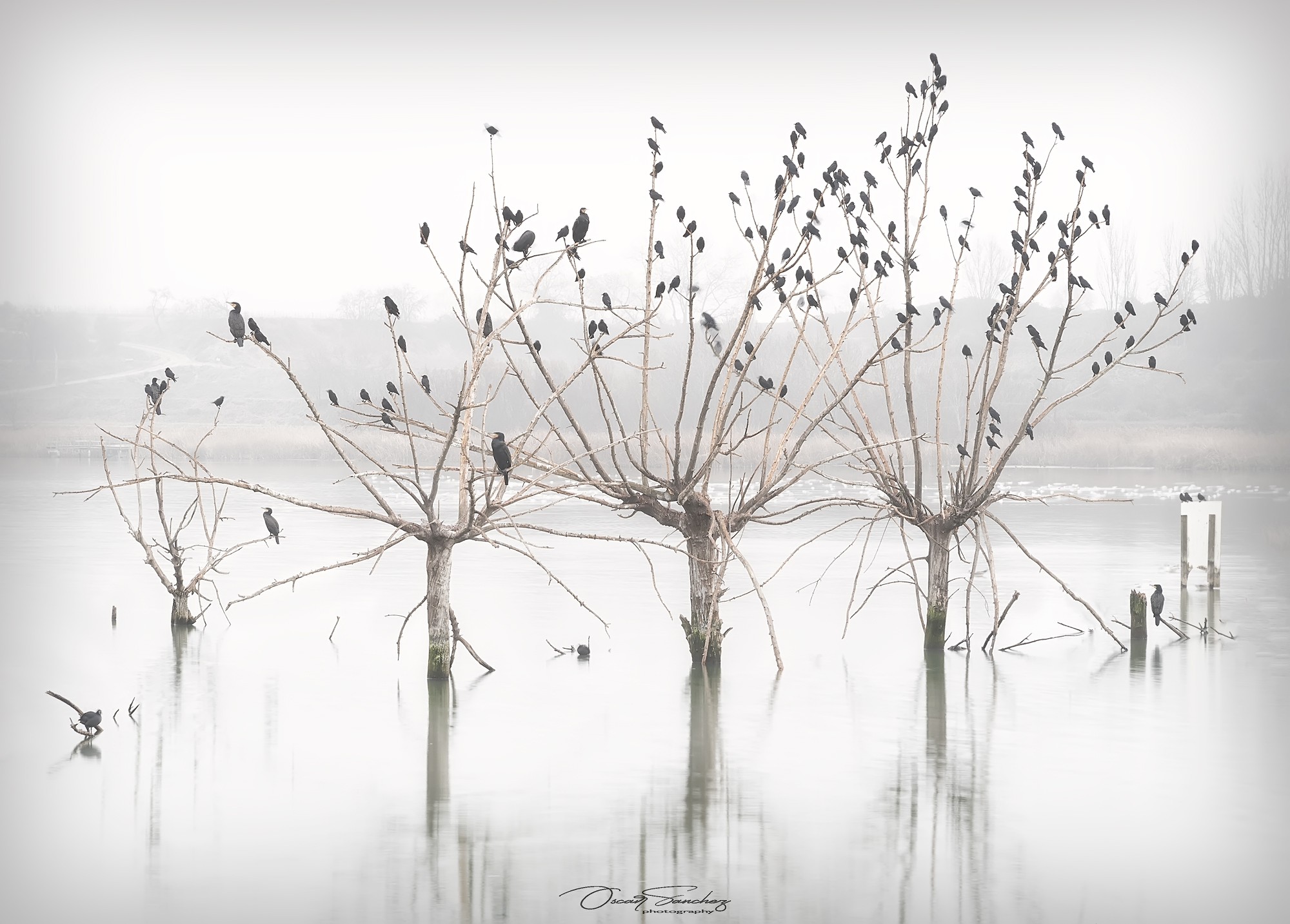 Agua y aves posadas en un árbol